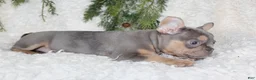 French Bulldog dogs for sale: Lucy - Ad 5
