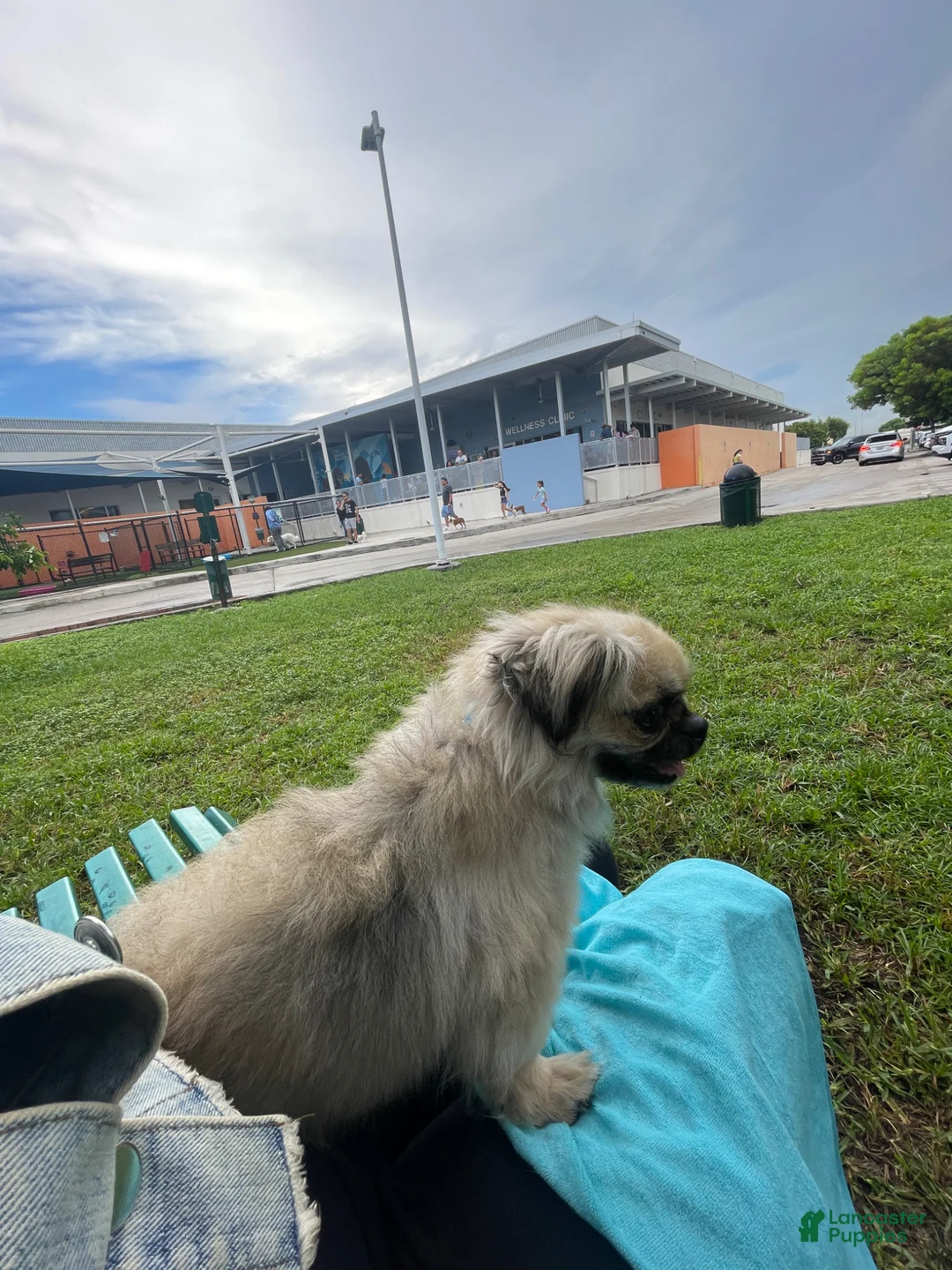 Pekingese dogs for stud: Gizmo - Ad 7