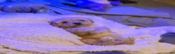 Maltipoo dogs for sale: Nora - Ad 16