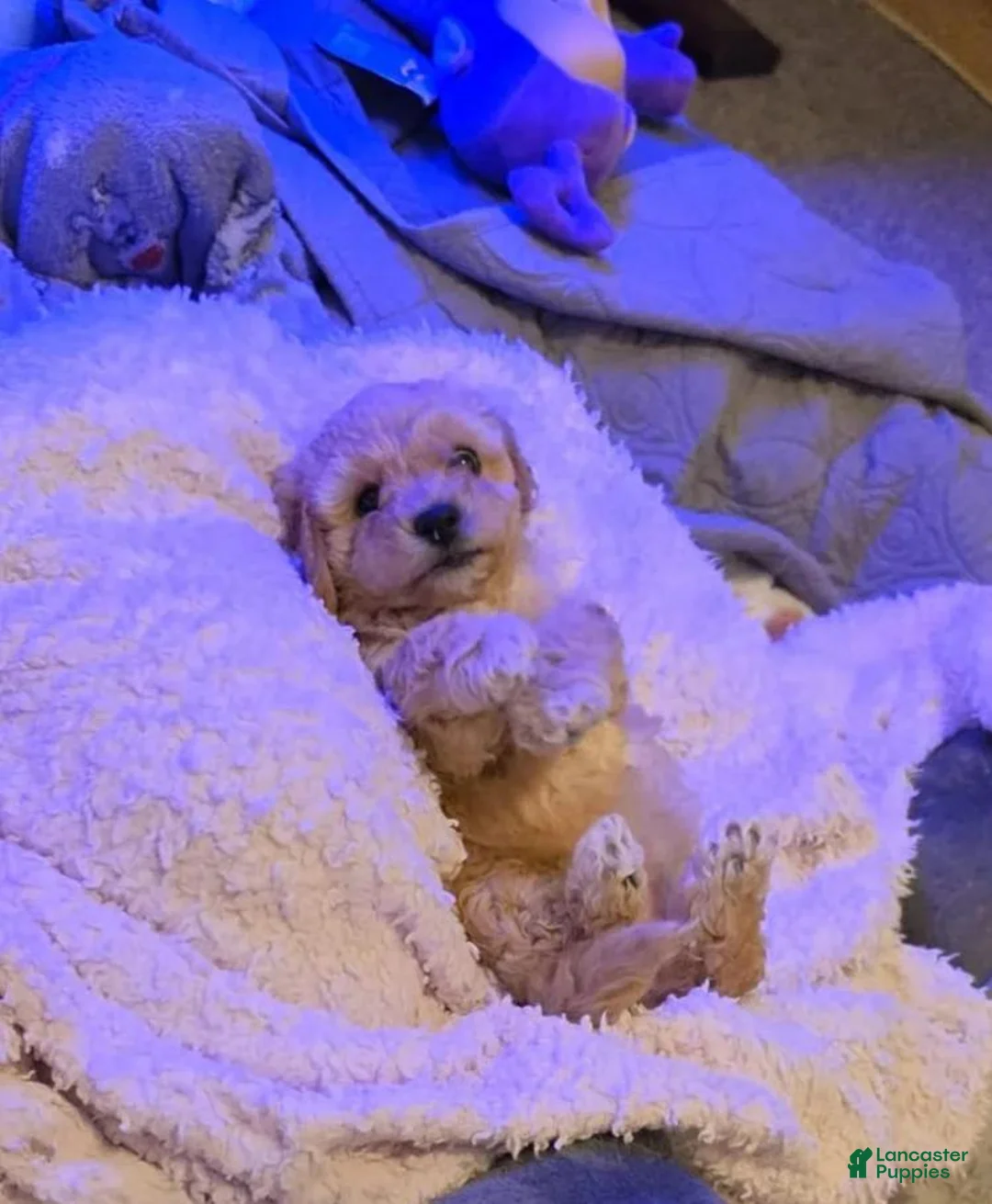 Maltipoo dogs for sale: Nora - Ad 16