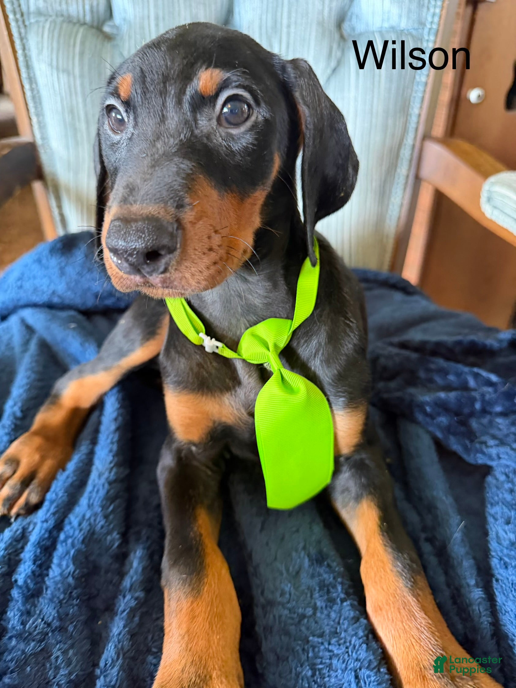 Doberman Pinscher dogs Doberman Pinscher 3 - Ad 1