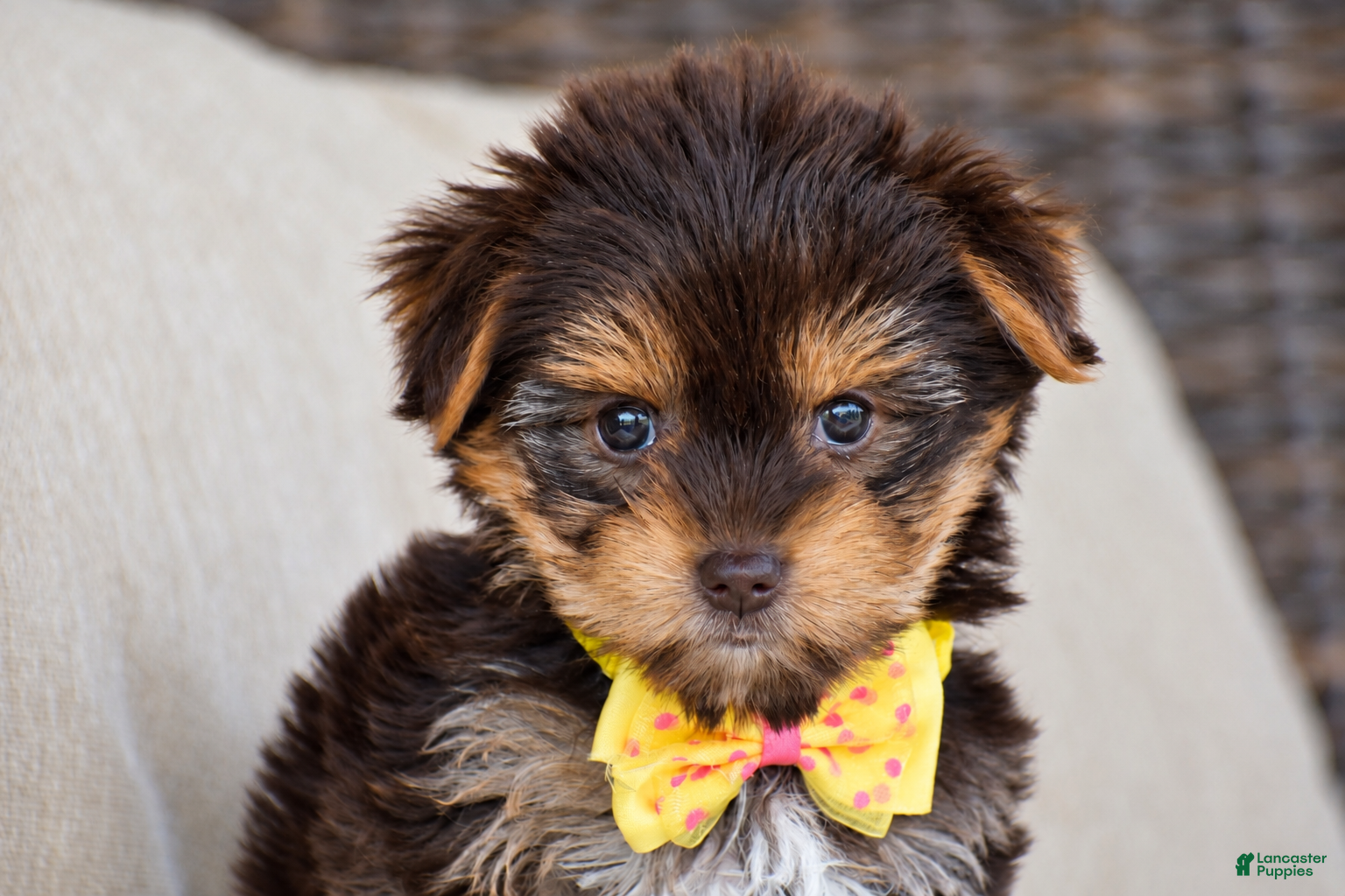 Yorkshire Terrier dogs Myra - Teacup - Ad 1