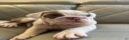English Bulldog dogs for sale: English Bulldog 1 - Ad 2