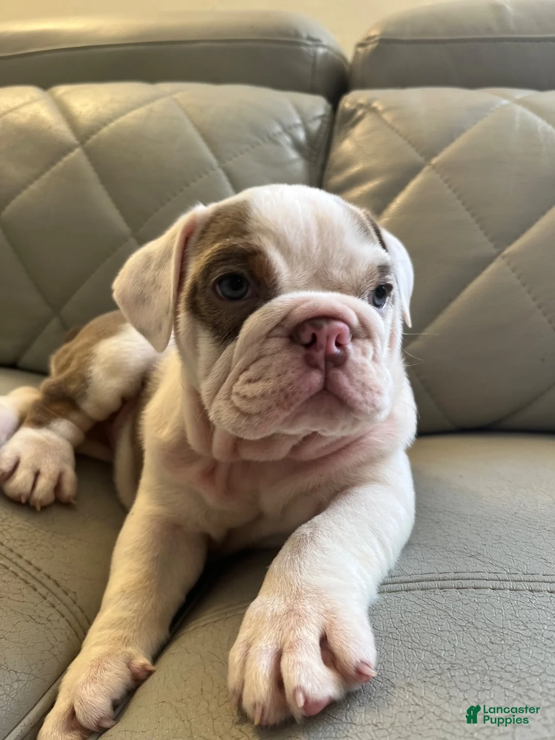 English Bulldog dogs for sale: English Bulldog 1 - Ad 2