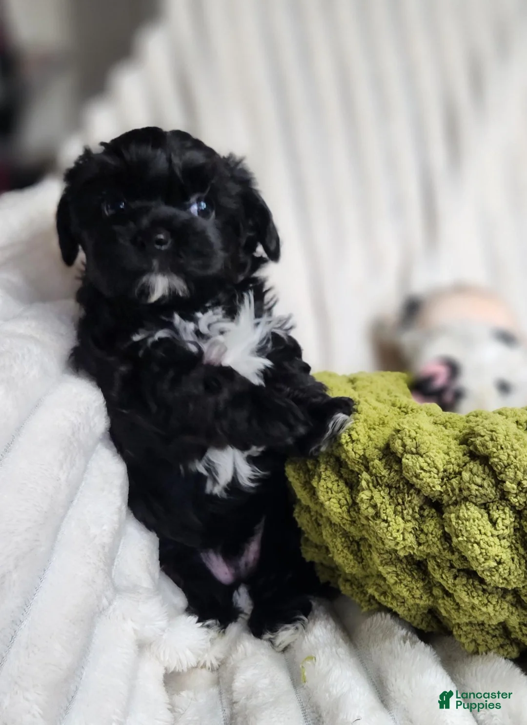 Yorkiepoo dogs for sale: Yorkiepoo 1 - Ad 8