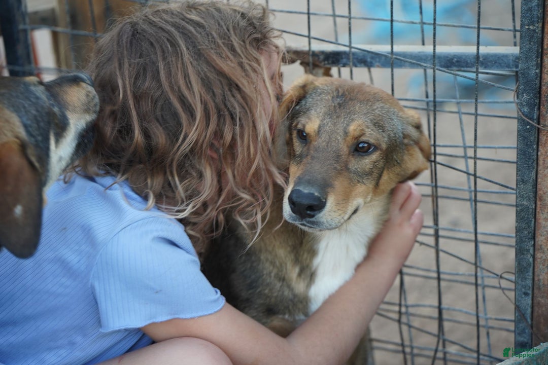 Mixed Breed dogs for sale: Dragon Tiscar Farm Dog - Ad 16