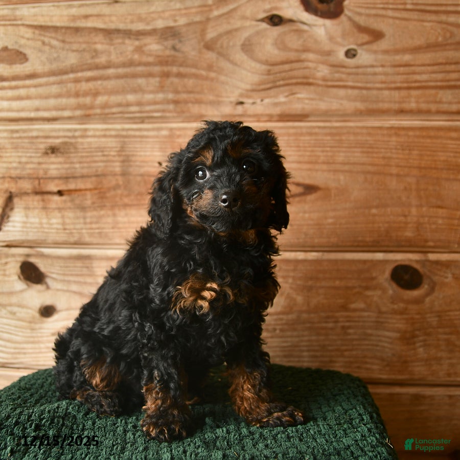 Mini Goldendoodle dogs Nate  - Ad 34