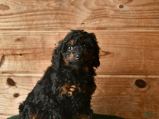 Mini Goldendoodle dogs Nate - Ad 34
