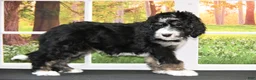 Bernedoodle dogs for sale: Bambi - Ad 3