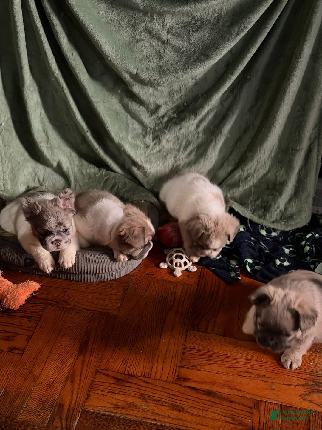 French Bulldog dogs for sale: Daisy - Ad 1