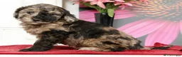Miniature Poodle dogs for sale: Kamo - Ad 7