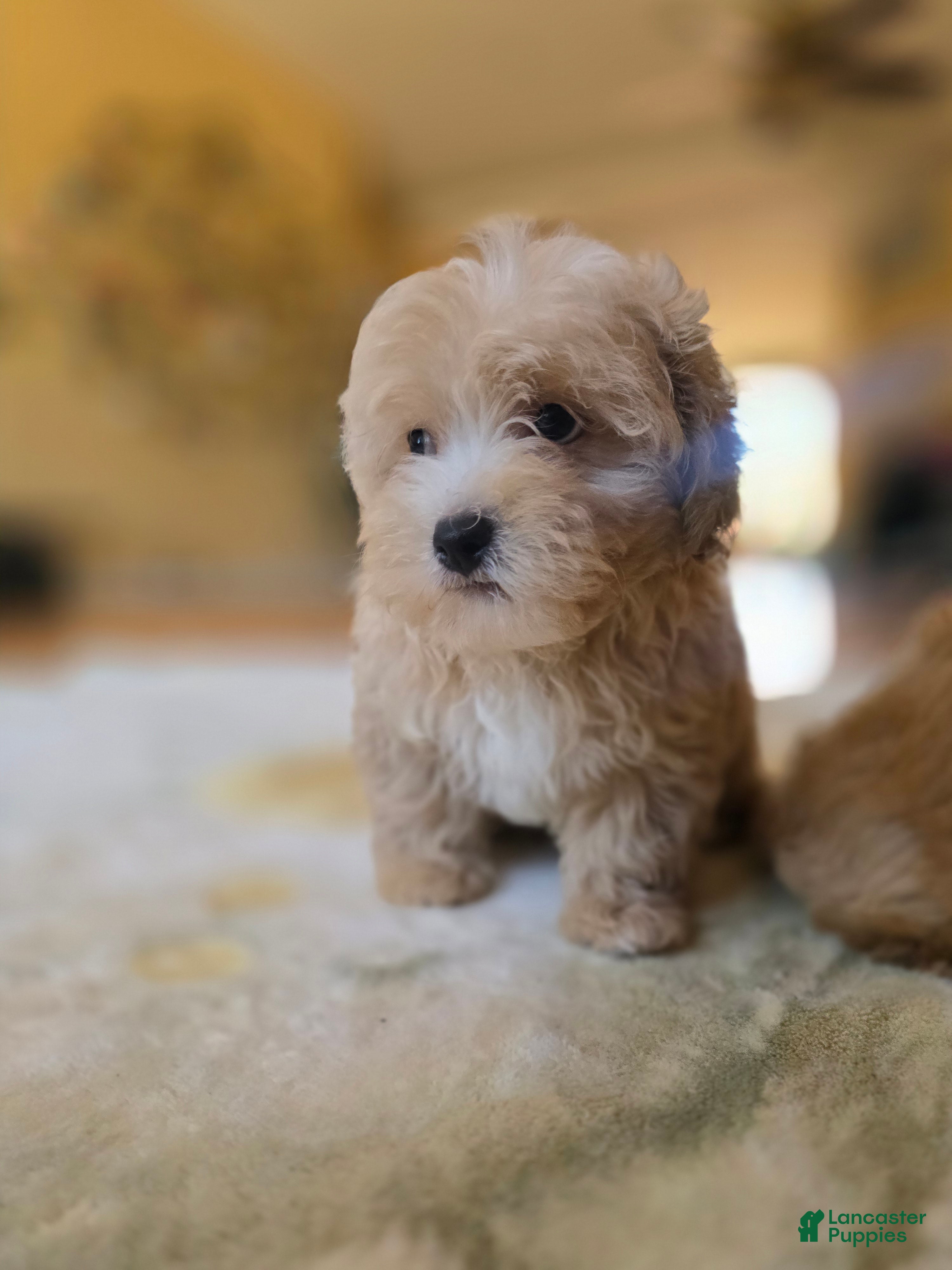 Maltipoo dogs  Choco - Ad 1