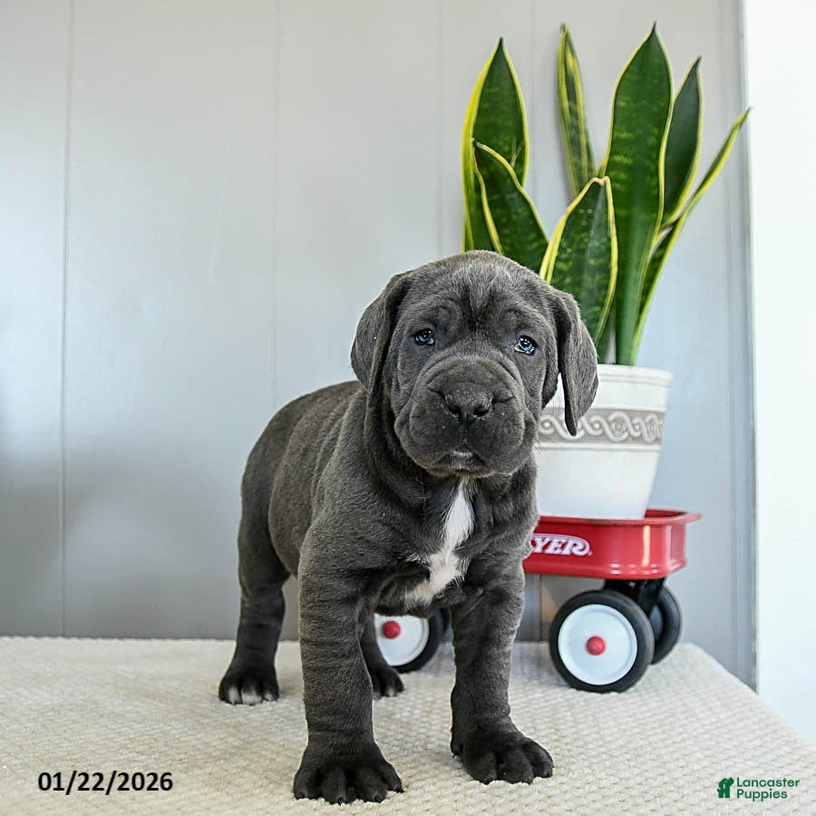 Cane Corso dogs Harper - Ad 2