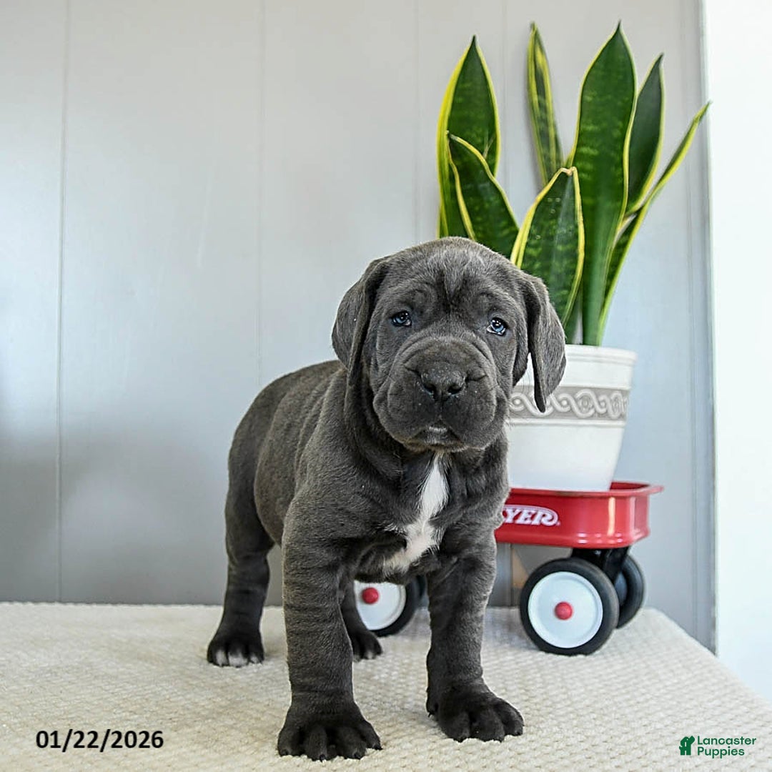Cane Corso dogs for sale: Harper - Ad 1