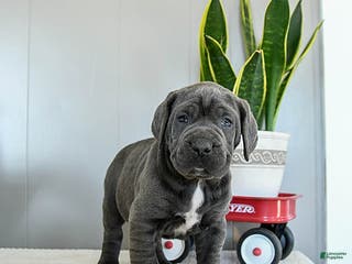 Cane Corso dogs Harper - Ad 2