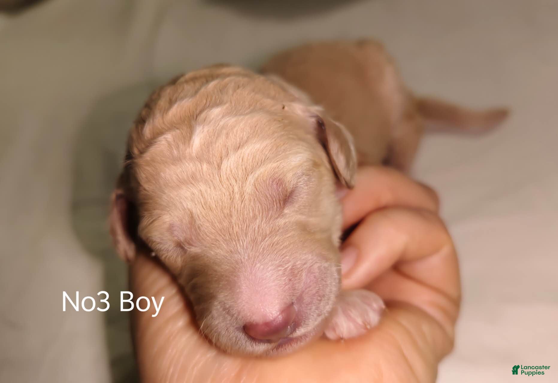 Standard Poodle dogs Standard Poodle Puppy 3 - Ad 2