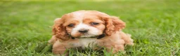 Cocker Spaniel dogs for sale: April Cocker Spaniel  - Ad 6