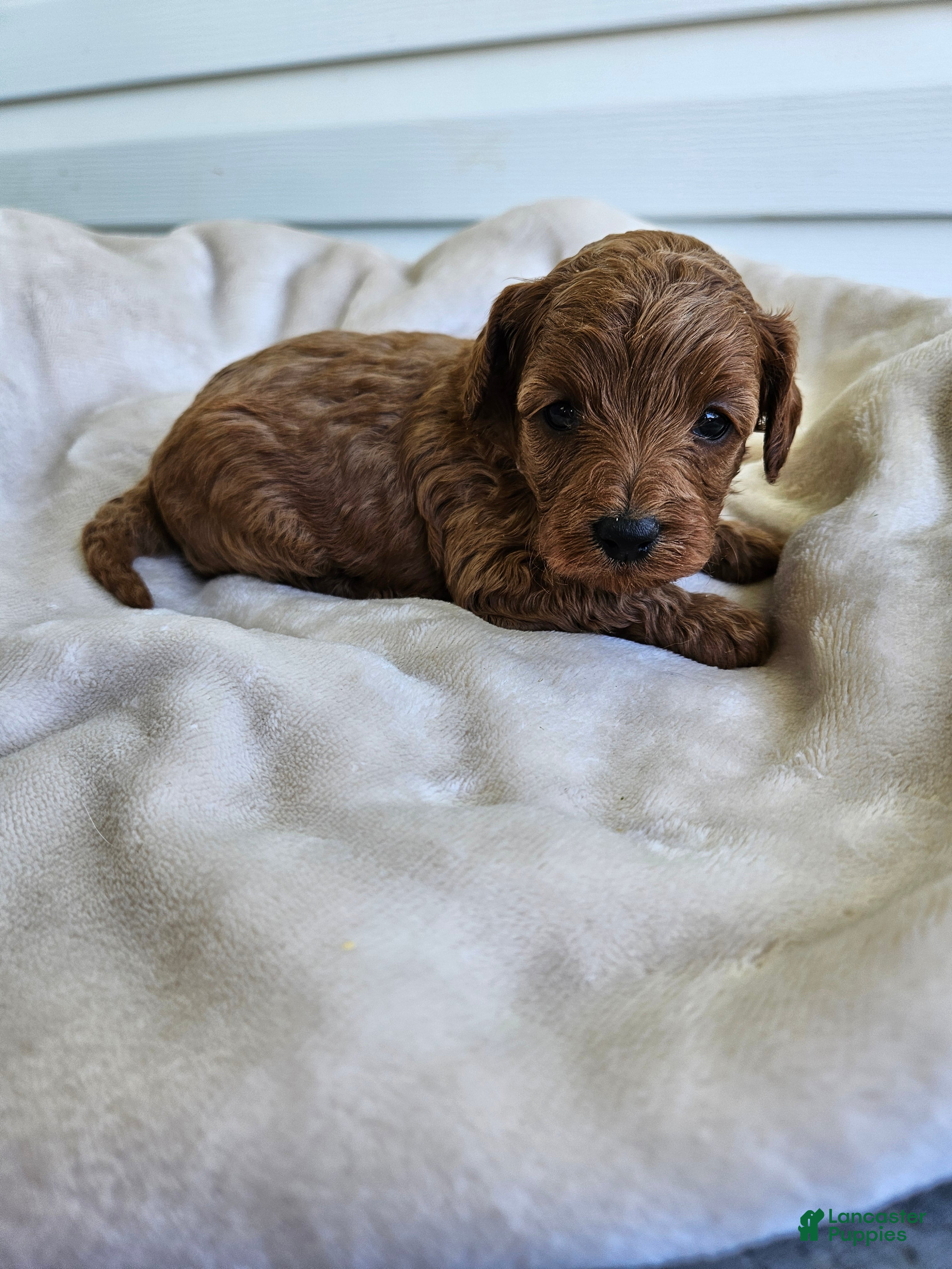 Cavapoo dogs Maple - Ad 33