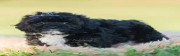 Toy Poodle dogs for sale: Disco - Ad 5