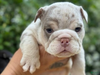 English Bulldog dogs - Ad 9