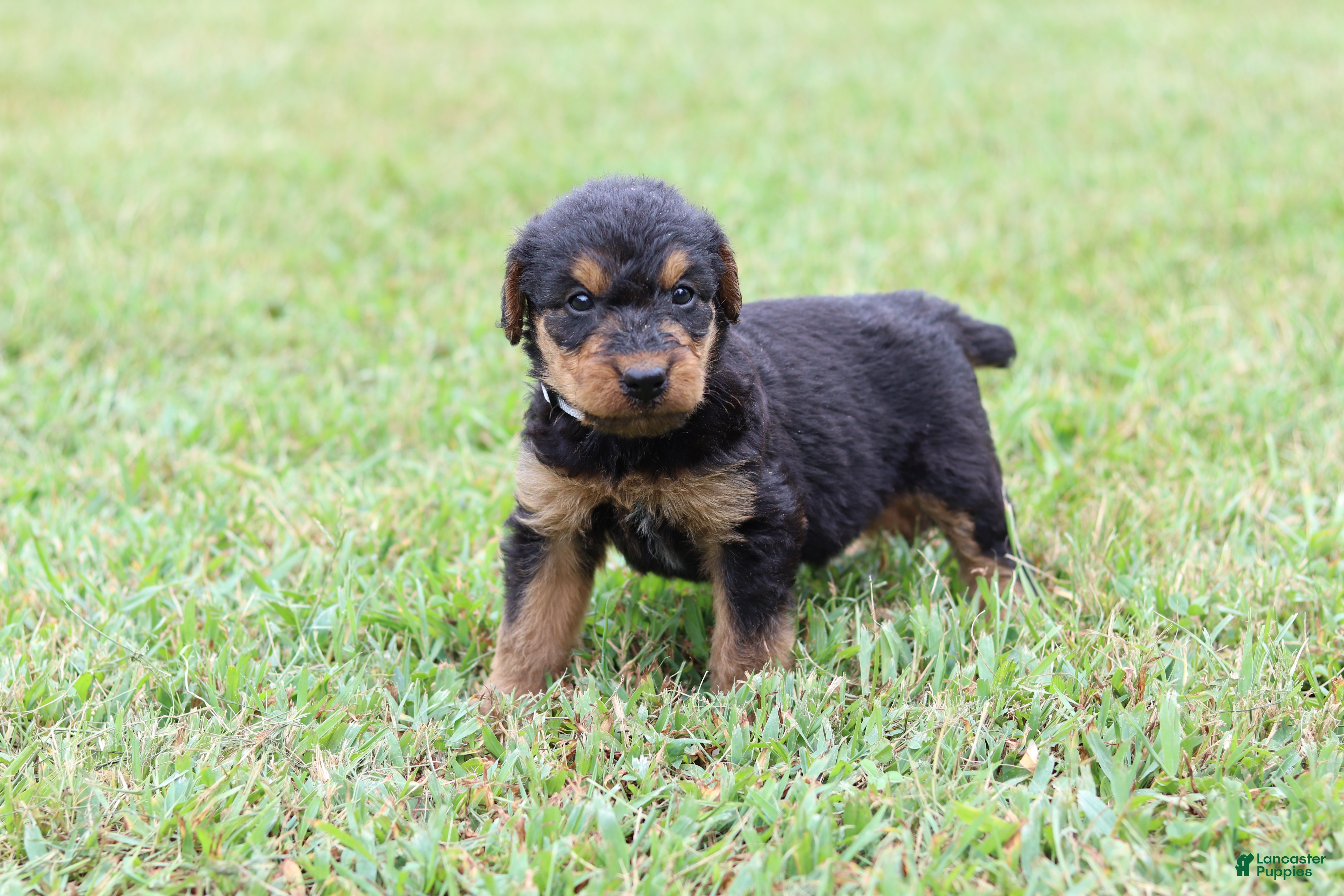 Airedale Terrier dogs AKC Jimmy - Ad 1
