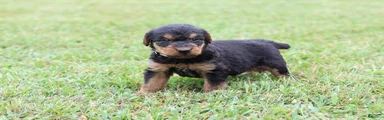 AKC Jimmy