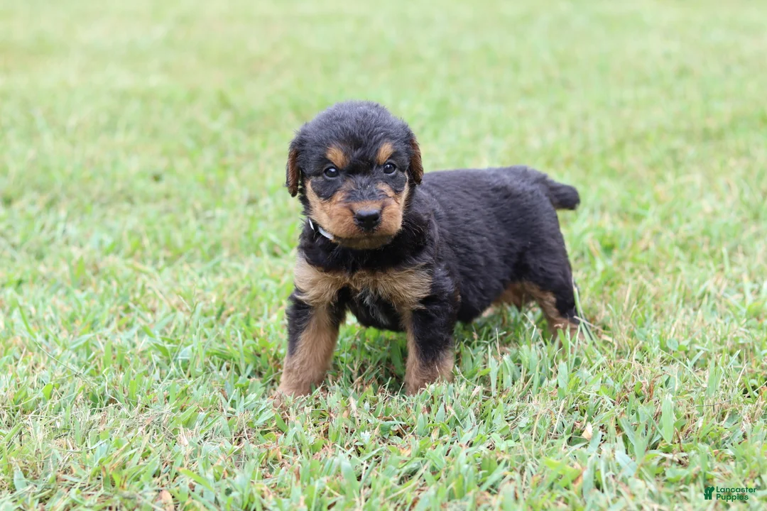 Airedale Terrier dogs for sale: AKC Jimmy - Ad 1