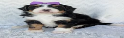 Mini Bernedoodle dogs for sale: Mini Bobbin  - Ad 17