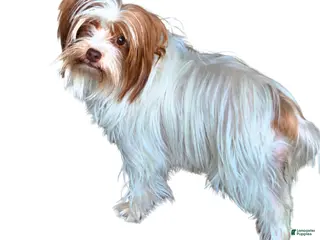 Yorkshire Terrier dogs London - Ad 32