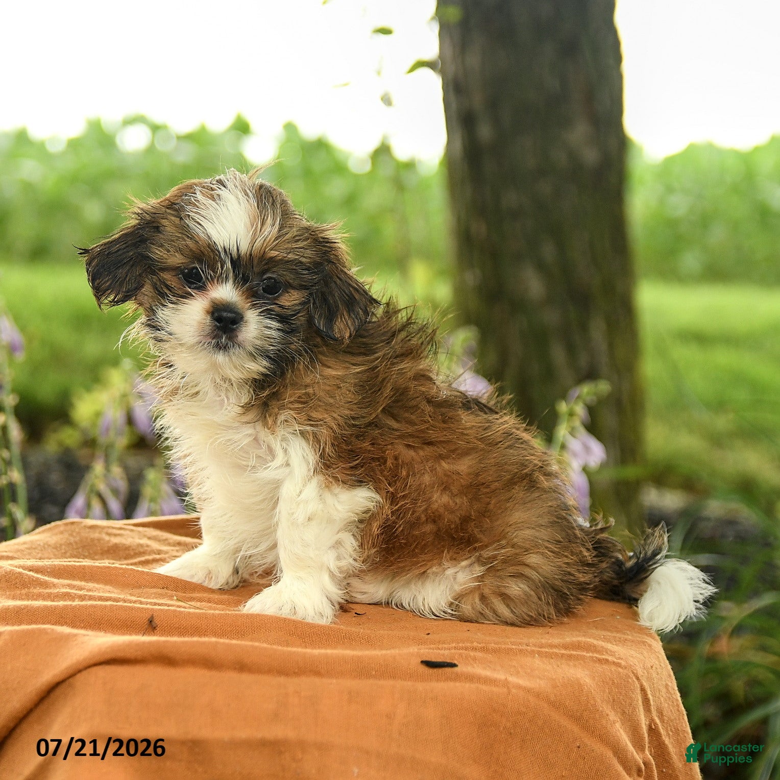 Shih Tzu dogs Zara - Ad 2