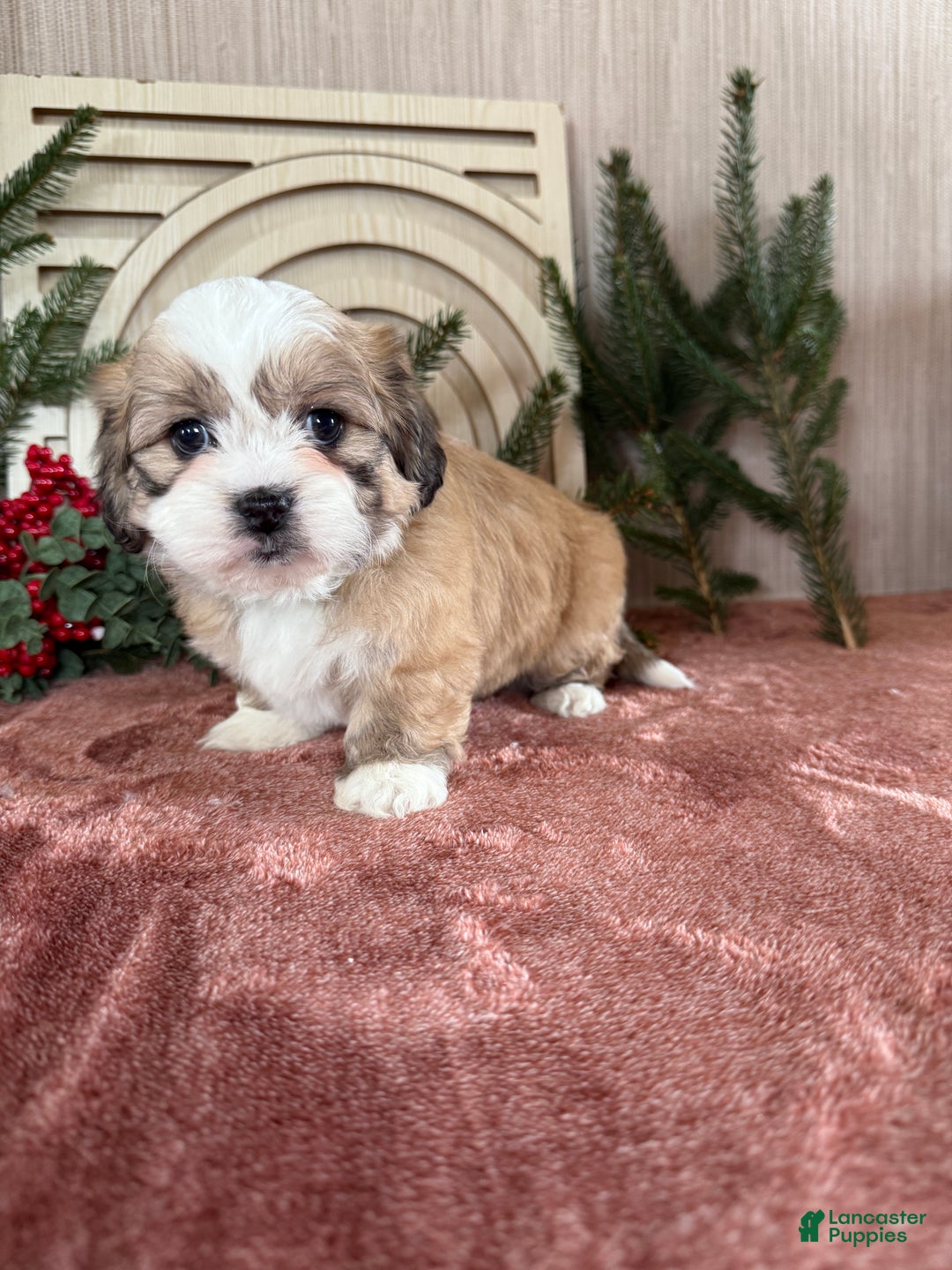 Teddy Bear dogs for sale: Sara - Ad 2