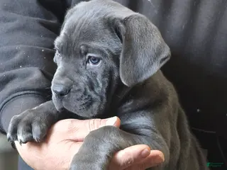 Cane Corso dogs Hercules - Ad 31