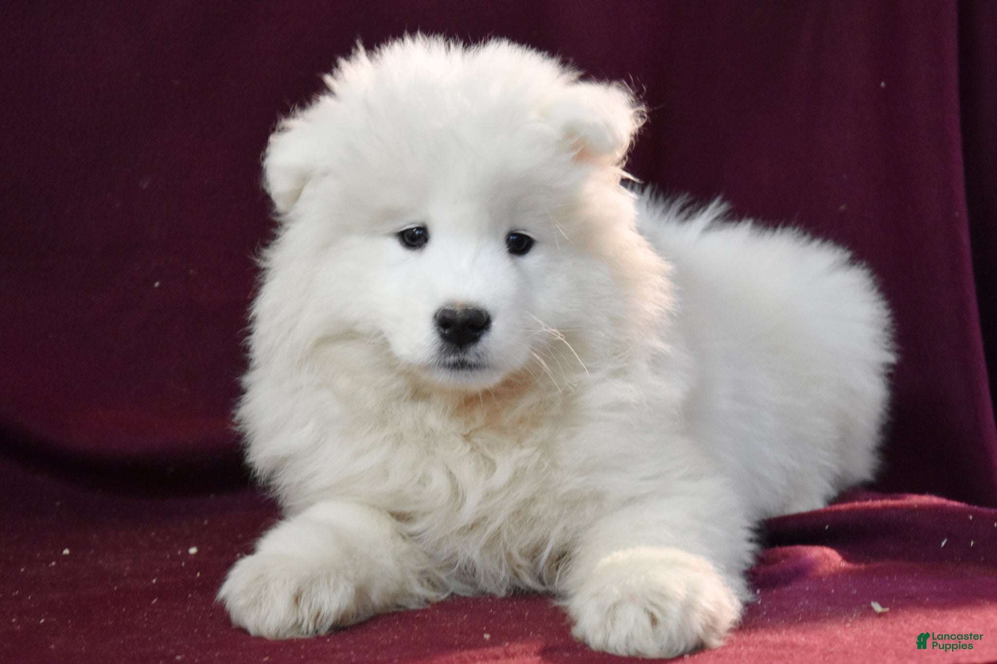 Samoyed dogs Dumpling - Ad 1