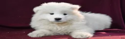Samoyed dogs for sale: Dumpling - Ad 2