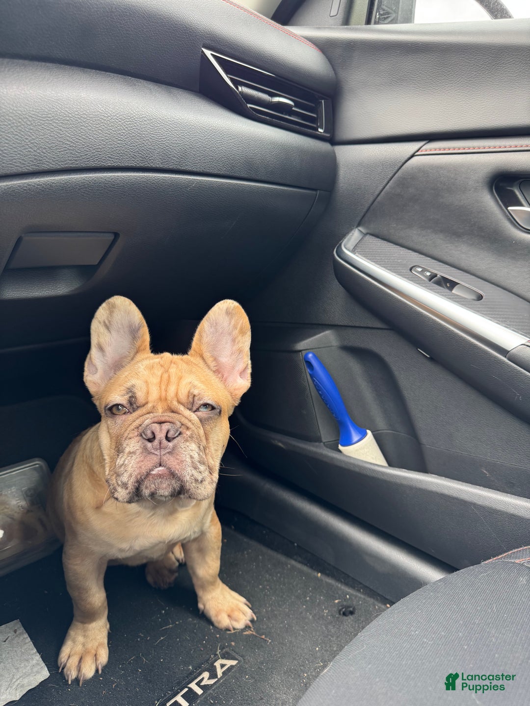 French Bulldog dogs for sale: Pablo - Ad 4