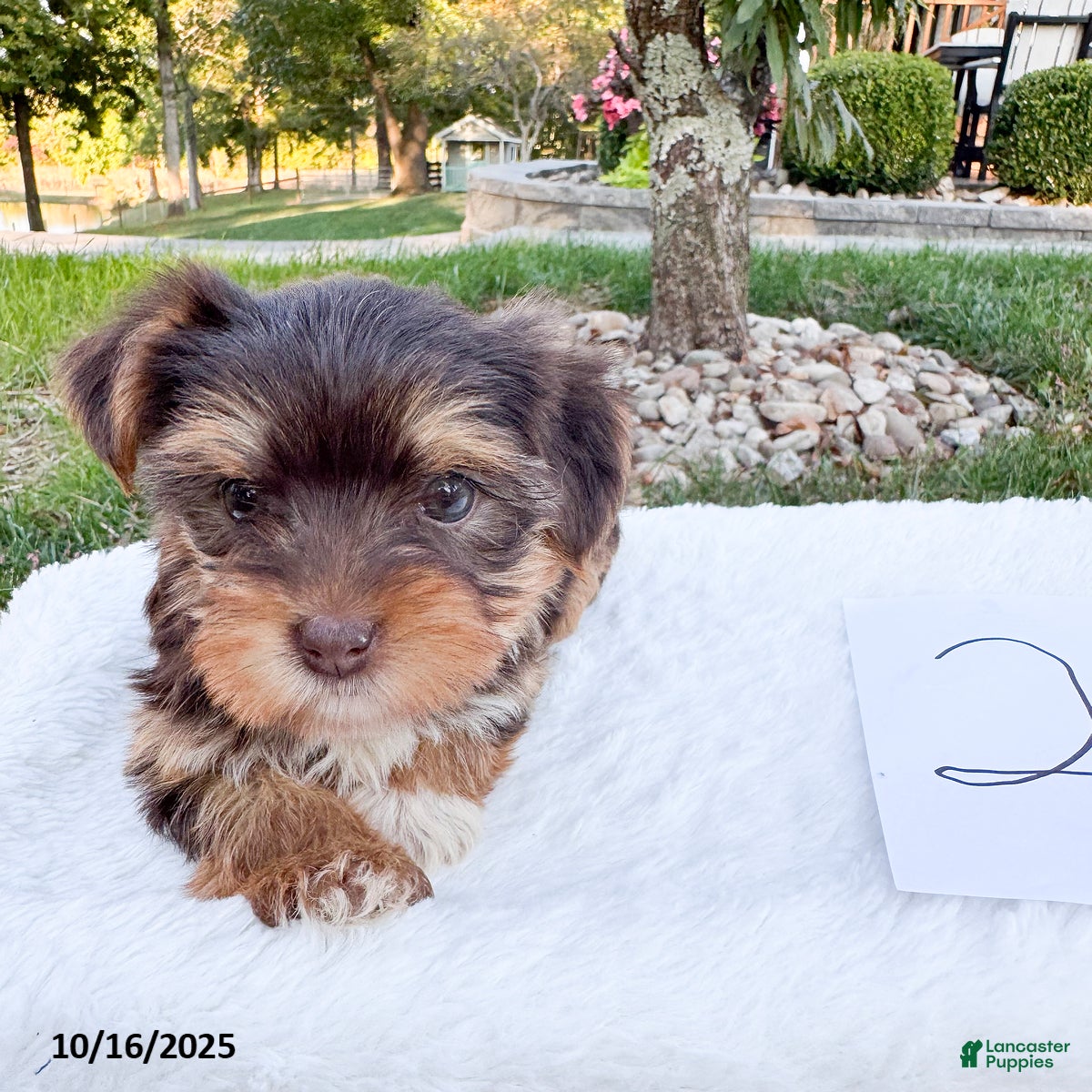 Yorkshire Terrier dogs Lily - Ad 18