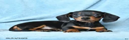 Dachshund dogs for sale: Vance - Ad 3