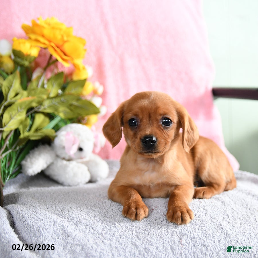 Mixed Breed dogs Elroy - Ad 2