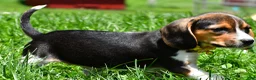 Beagle dogs for sale: Veronica - Ad 3
