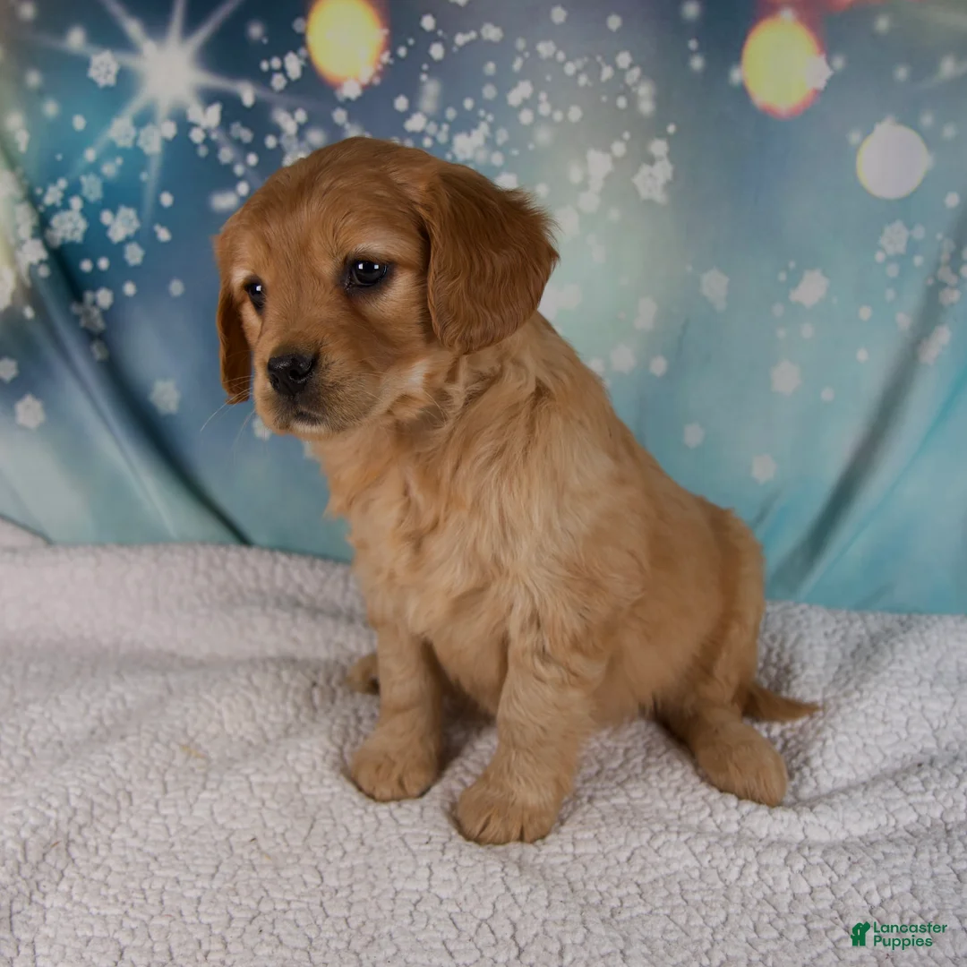 Mixed Breed dogs for sale: Jade - Ad 5