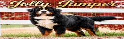 Bernese Mountain Dog dogs for sale: Mr. Billy - Ad 7