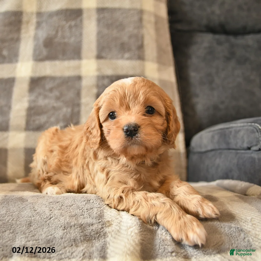 Cavapoo dogs for sale: Crystal  - Ad 4