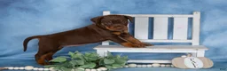 Mixed Breed dogs for sale: Cocoa - Ad 5