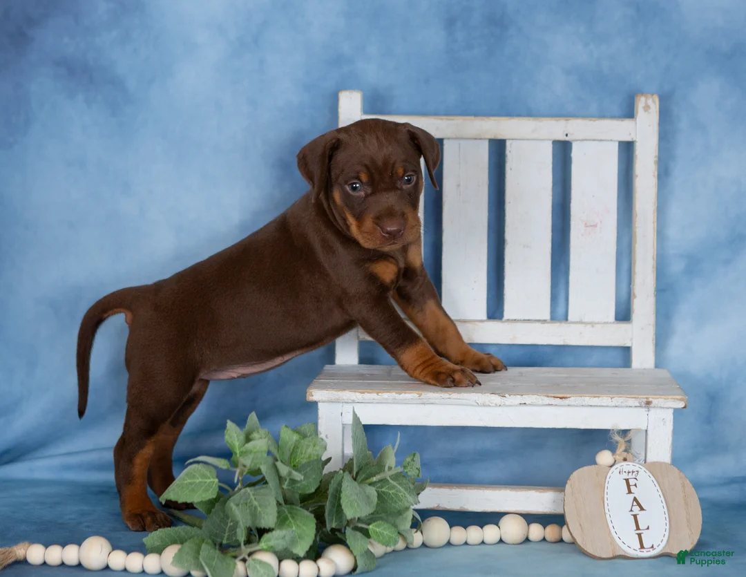 Mixed Breed dogs for sale: Cocoa - Ad 5