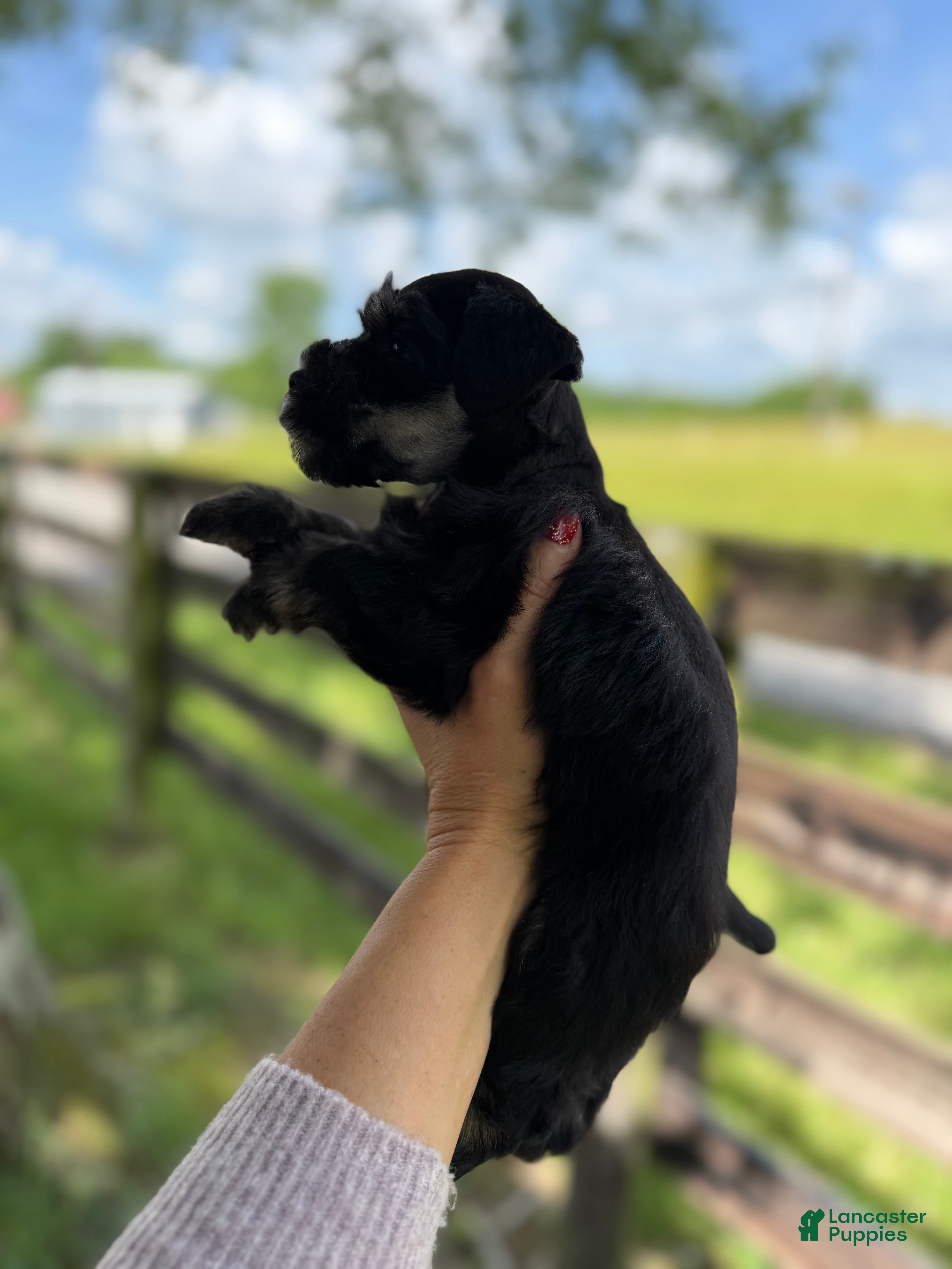 Miniature Schnauzer dogs Sarah  - Ad 3