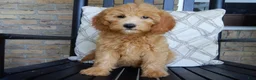 Mini Goldendoodle dogs for sale: Peaches - Ad 3