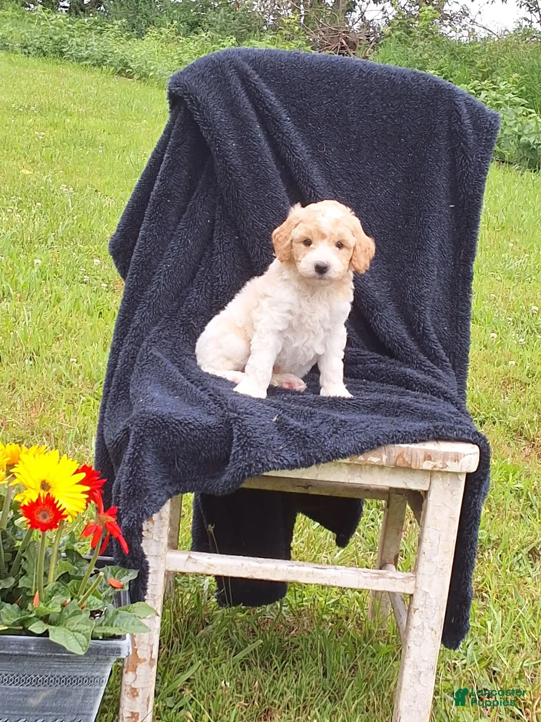 Miniature Poodle dogs for sale: Riley  - Ad 3