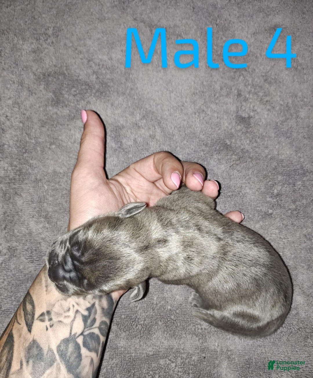 Cane Corso dogs for sale: Cane Corso Puppy 4 - Cobalt - Ad 1