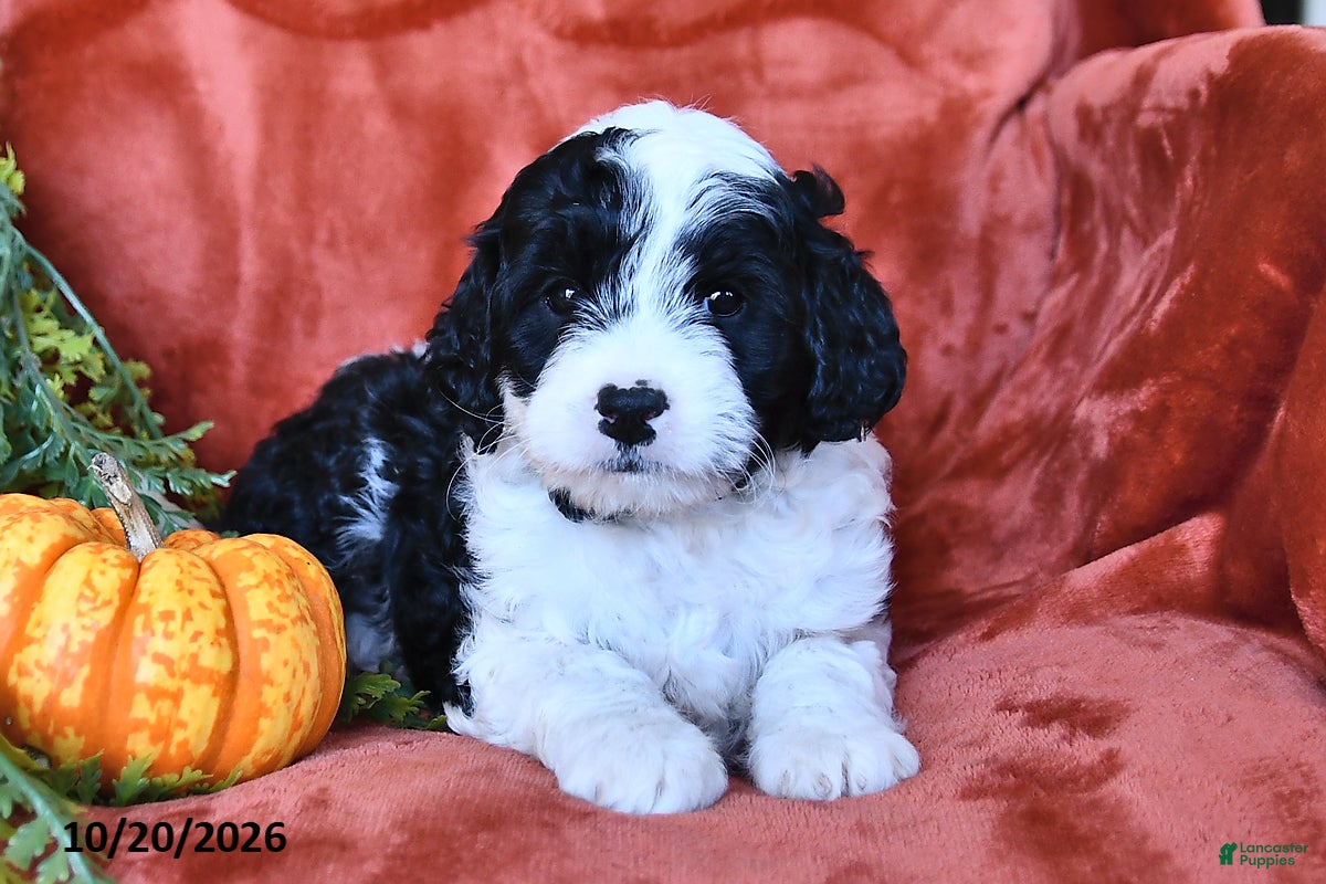 Bernedoodle dogs for sale: Bertha  - Ad 3