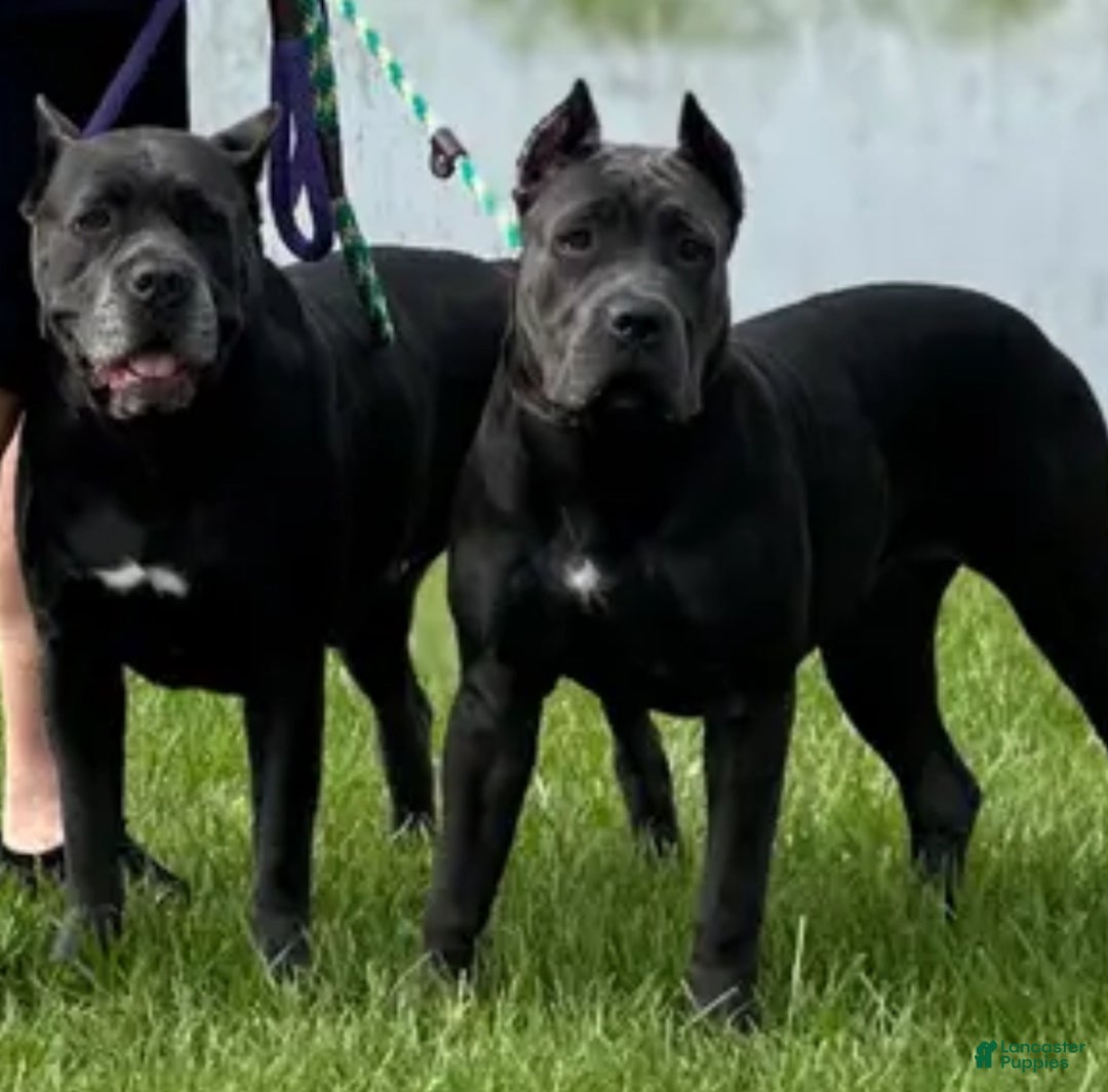 Gallery Image {{count}}